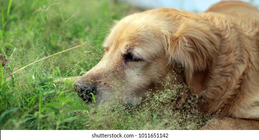 Dog Senior Golden Retriever Lay Down Stock Photo 1011651142 | Shutterstock