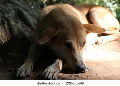 Dog and shadow