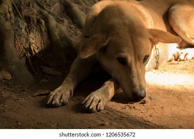 Dog and shadow