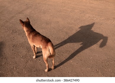 Dog Shadow