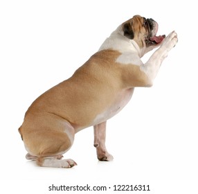 Dog Shake A Paw - English Bulldog Sitting With Paw Held Up To Shake On White Background