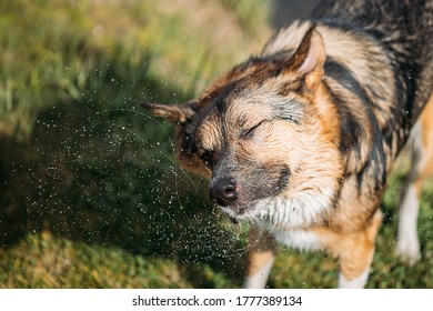 Dog Shakes Off Drops Of Water After Swimming In Sunny Summer Day