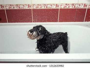 Dog Shakes Off, Schnauzer In Bathroom After Shower