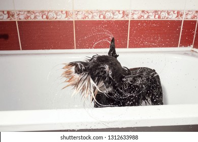 Dog Shakes Off, Schnauzer In Bathroom After Shower