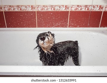 Dog Shakes Off, Schnauzer In Bathroom After Shower