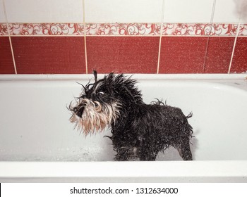 Dog Shakes Off, Schnauzer In Bathroom After Shower