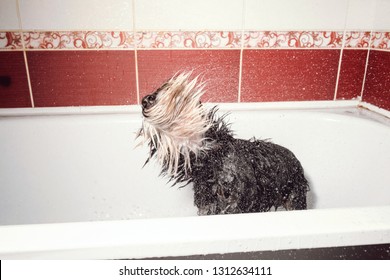 Dog Shakes Off, Schnauzer In Bathroom After Shower