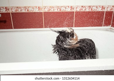 Dog Shakes Off, Schnauzer In Bathroom After Shower