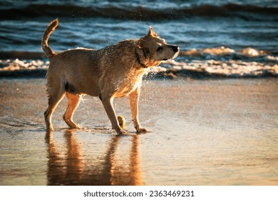 A dog shakes themselves dry after retrieving a ball from the ocean at Rosie's Dog Beach in Long Beach, California during sunset. 