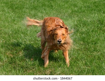 Dog Shaking After Bath