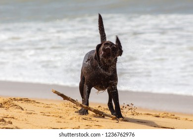 Dog Shaking After A Sea Bath