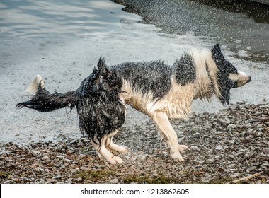 Dog Shaking Dry