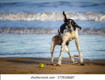 Dog Shaking Dry On Beach