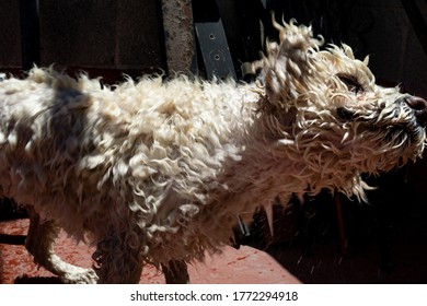 Dog Shaking To Dry In The Sun