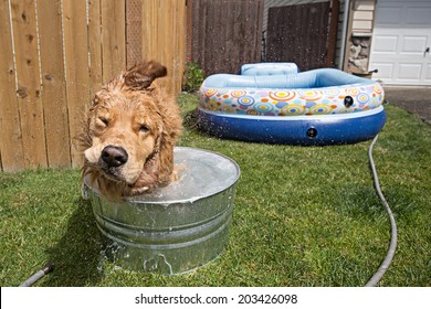 Dog Shaking During A Bath