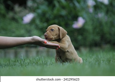 Dog Shaking Hand, Soft Focus