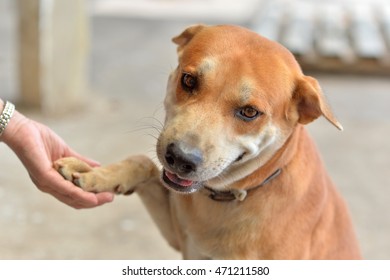 Dog Shaking Hands