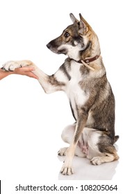  Dog Shaking Hands With A Man. Isolated On White Background.