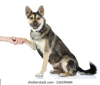 Dog Shaking Hands With A Man. Dog Looking At Camera. Isolated On White Background