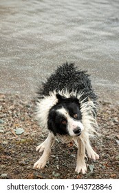 Dog Shaking Itself Dry