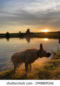 Dog Shaking Off After Bath In Pond