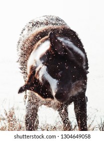 A Dog Shaking Off All The Pond Water Before Beginning His Run Home!