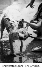 Dog Shaking Off Water After Bath