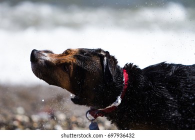 A Dog Shaking Off Water After A Bath In The Sea