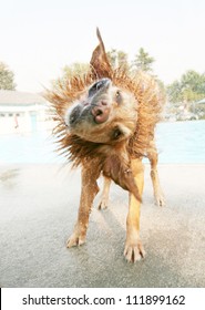 a dog shaking off water at a public pool