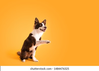 Dog Shaking Paws On Colored Background