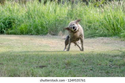 Dog Shaking Water And Dirt Of Itself