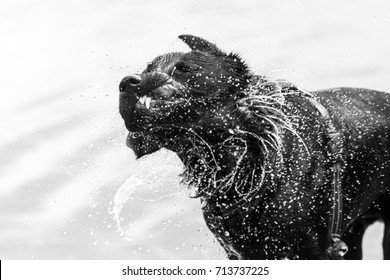 Dog shaking water off after a swim in the lake