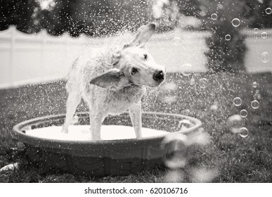 Dog Shaking Water Off During Bath Time