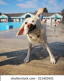 a dog shaking water off at a local public pool