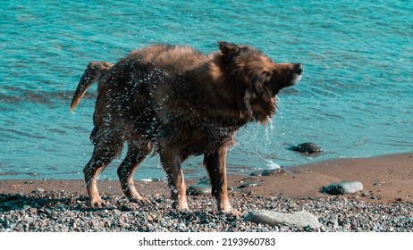 Dog Shaking. Wet Dog Shaking Itself After Cooling In The Sea. Motion Blur Included. Selective Focus On The Ground. Blurry Photography