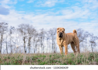 dog sharpey breed in nature close-up against the forest