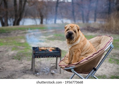 the dog sharpey is sitting on a chair in nature, next to the barbecue, looking at the camera. portrait of dogs close-up, red happy dog with owners.