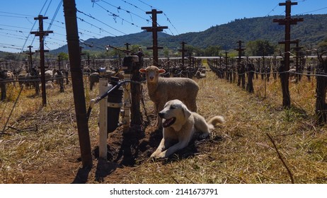 Dog and sheep in Napa Valley vineyard