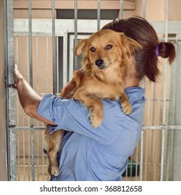 Dog In Shelter