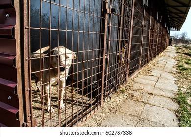 Dog Shelter