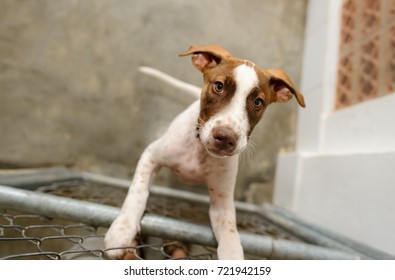 Dog Shelter Is An Animal Shelter With A Sad Cute Dog Looking Up Wanting Someone To Take Him Home Today.