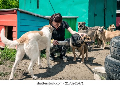 Dog at the shelter. Animal shelter volunteer feeding the dogs. Lonely dogs in cage with cheerful woman volunteer