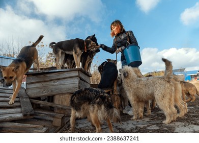 Dog at the shelter. Animal shelter volunteer takes care of dogs. Animal volunteer takes care of homeless animals. - Powered by Shutterstock