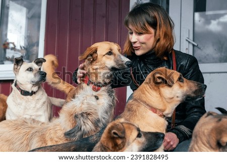 Dog at the shelter. Animal shelter volunteer takes care of dogs. Volunteer taking care of dog in shelter Foto stock © 