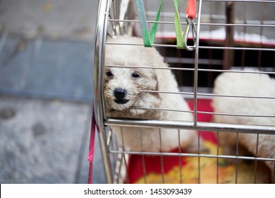 Dog Shelter, White Poodle Sitting In A Cage Outside