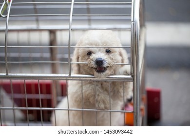 Dog Shelter, White Poodle Sitting In A Cage Outside