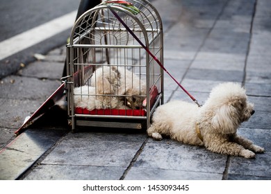 Dog Shelter, White Poodle Sitting In A Cage Outside