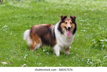 Dog, Shetland Sheepdog, Collie, Standing On Grass Field.