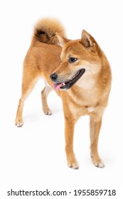 Dog Shiba Inu Full Length Smile Wide Sincerely Emotions Of Joy Looking At Camera. White Background. Looking Side With Passion And Curiosity. Front Side View. Enjoy Moment.  Animal Theme Photos Series