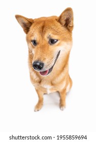 Dog Shiba Inu Sitting Full Length Looking Down Surprised Shocked Eyes. Sly Suspicious Look. Funny Dog Face Positive Emotions Expressions. White Background. Cool Dog Theme Photos Series